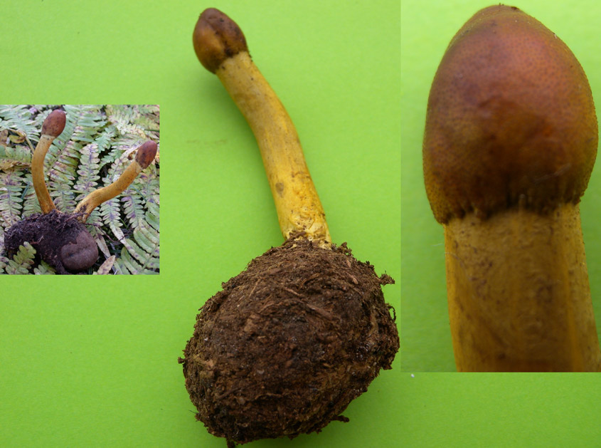 cordyceps-capitata.jpg