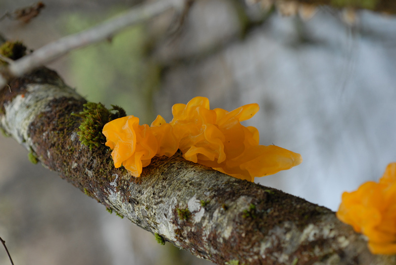 Tremella.jpg