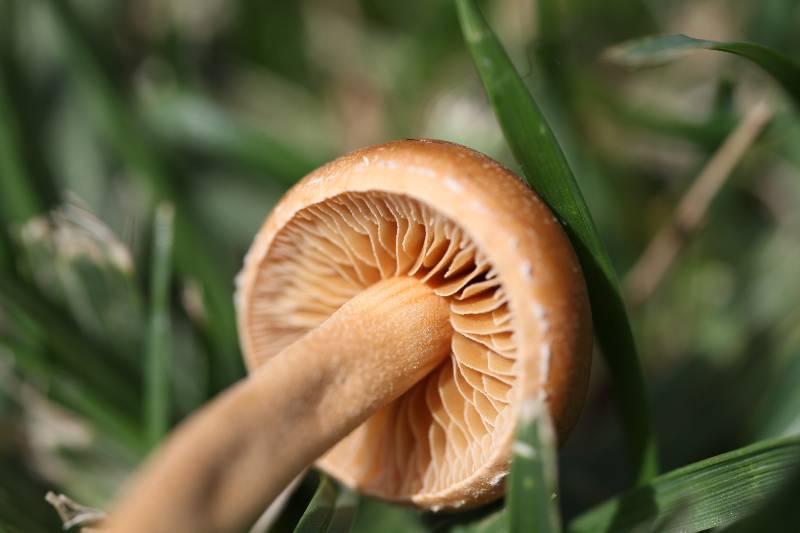 Agrocybe pediades-2.jpg