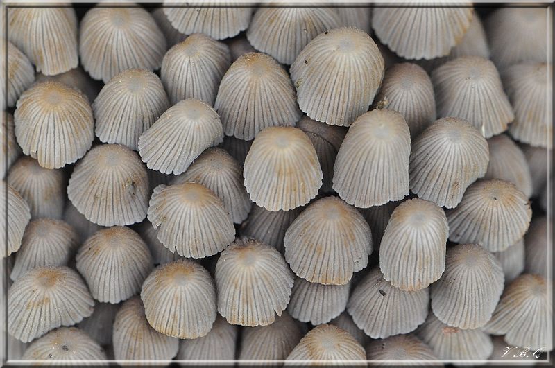 Corprinus disseminatus mycodb.jpg