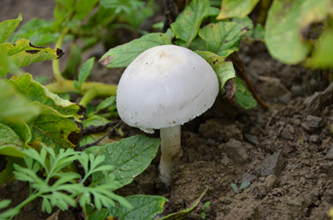 Leucoagaricus carneifolius - P.MA29072011.jpg