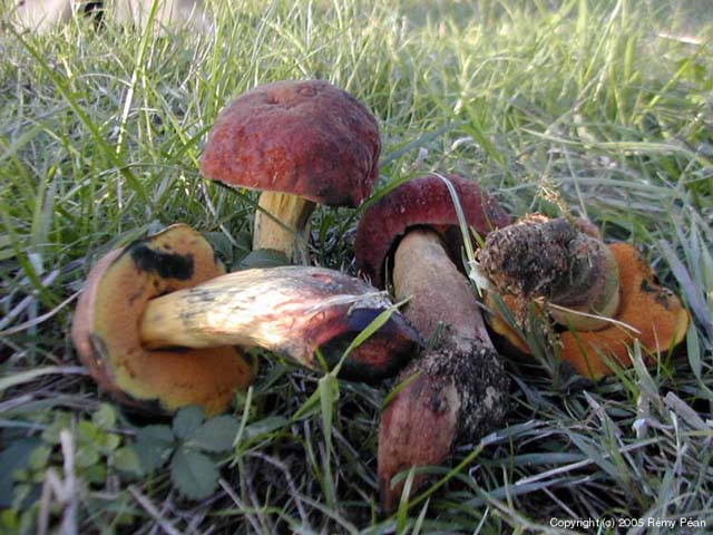 Boletus_queletii_2005.jpg