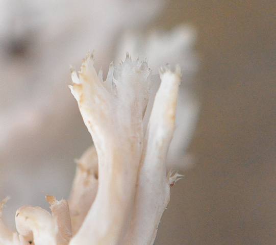 Clavulina cristata 2.jpg