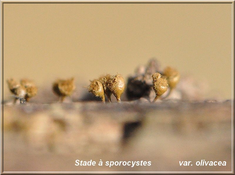 Trichia decipiens stade 3 var olivacea.jpg