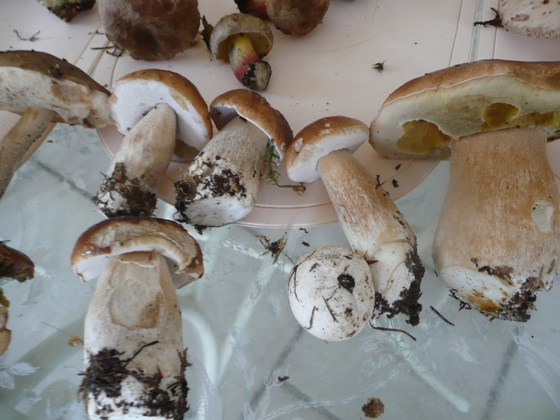 2011 09 19 CHAMPIGNONS 002.jpg