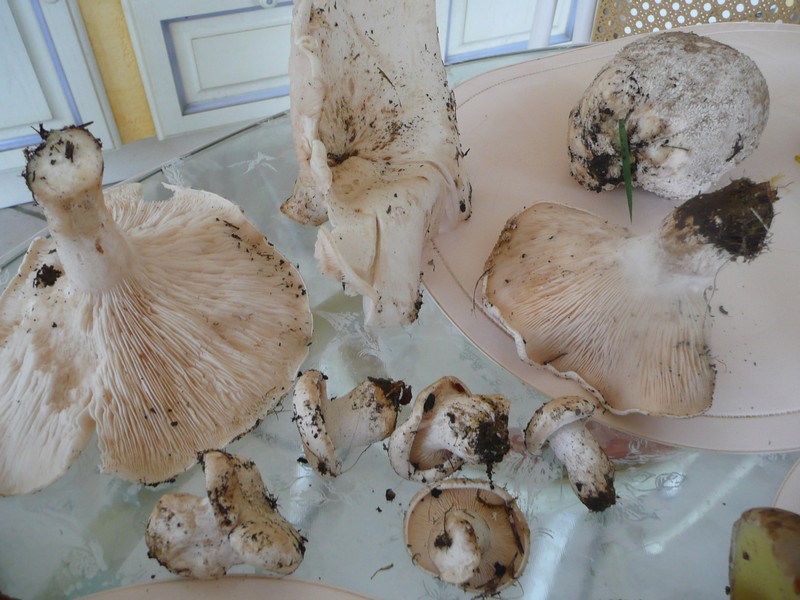 2011 09 19 CHAMPIGNONS 009.jpg