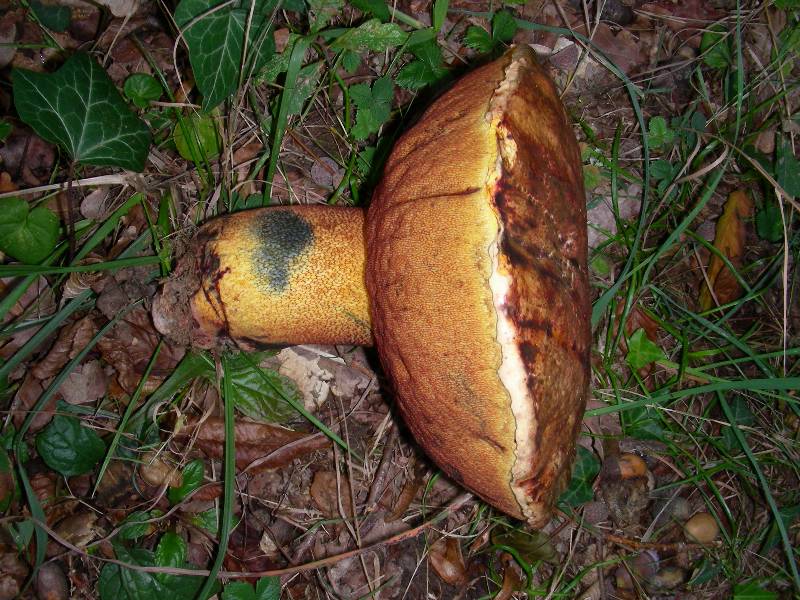 Boletus rhodopurpureus 1 15 09 11 Bauné 49-redim800.JPG