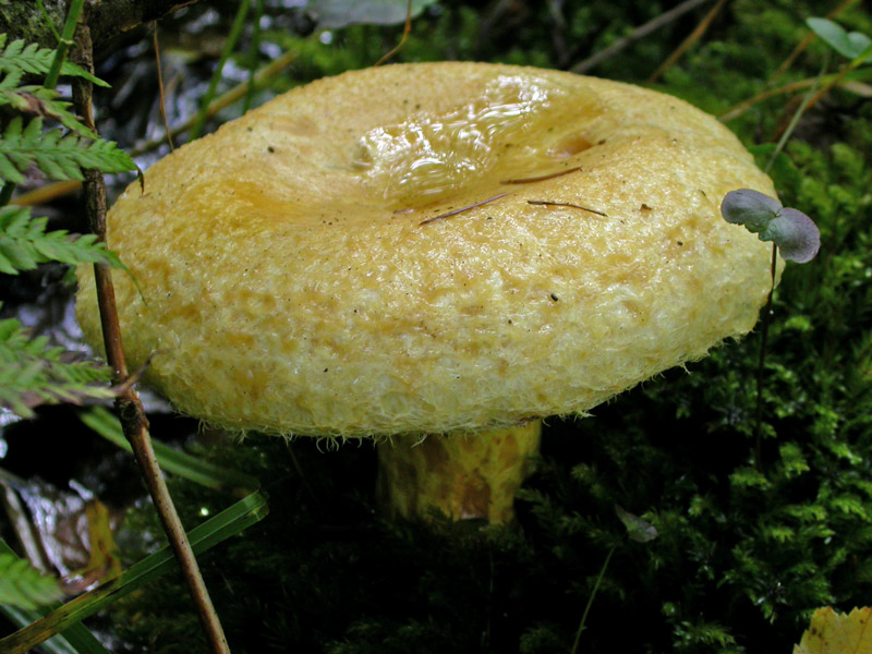 Lactarius-repraesentaneus1.jpg