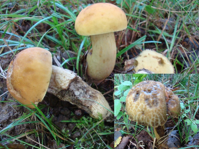 Boletus crocipodium.JPG