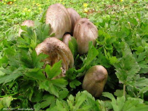 2011-03-29 Coprinus.jpg