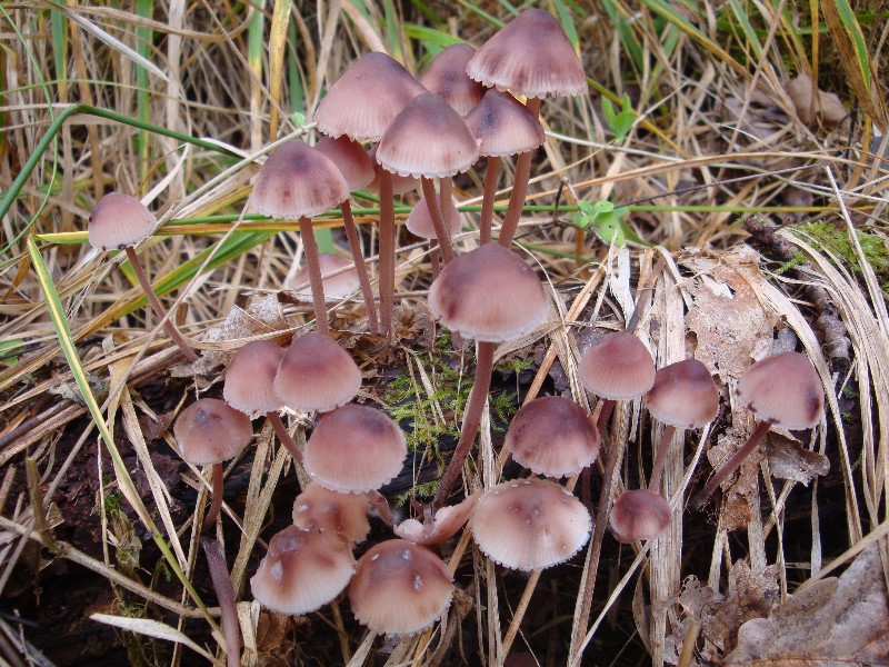 Mycena ha.JPG