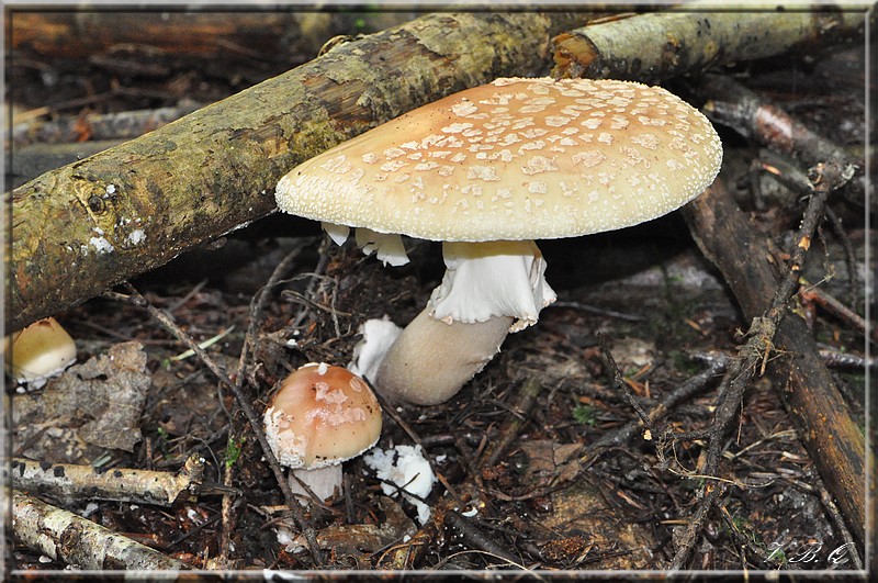A rubescens Valérie.jpg