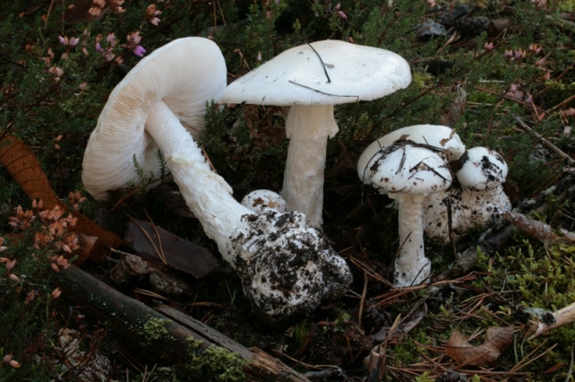 Amanita virosa var. levipes.jpg