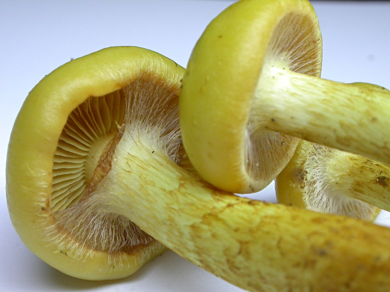 Pholiota-graminis.jpg