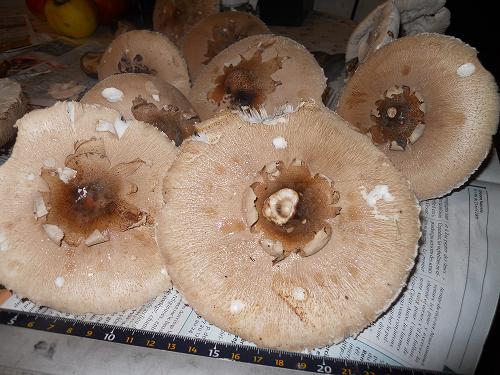 lepiotes1.jpg