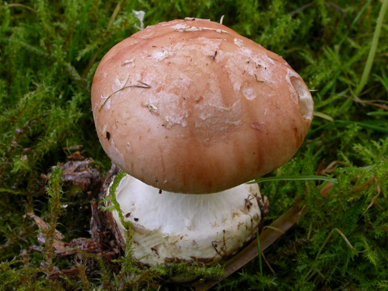 Leucocortinarius-bulbiger2.jpg