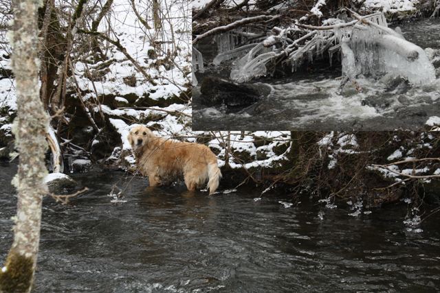 Ablutions canine.jpg