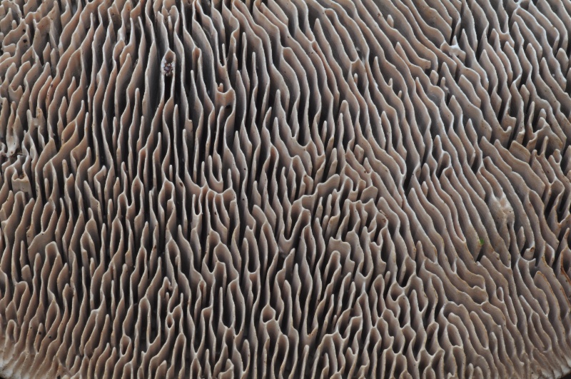 Daedalea quercina 23-redim800.JPG