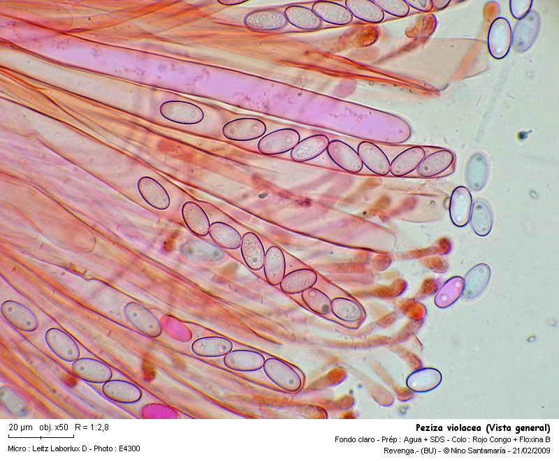 Peziza_violacea_Vista_general_2_090214.jpg