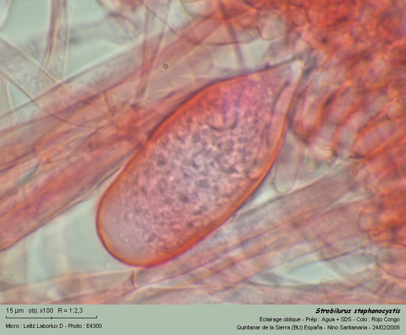 Strobilurus_stephanocystis_Cistidios_080319.jpg