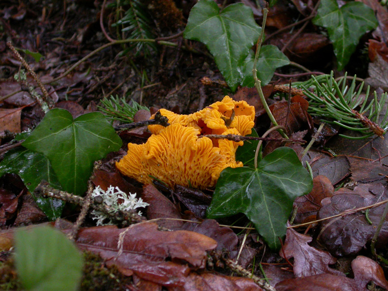 Cantharellus-cibarius--.jpg