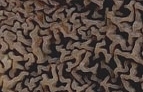 S. himantioides.JPG