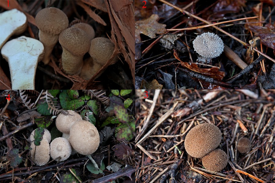 Lycoperdon sp..jpg