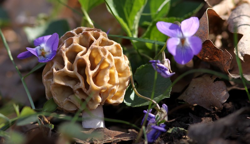 morilles avri 2012 4.jpg