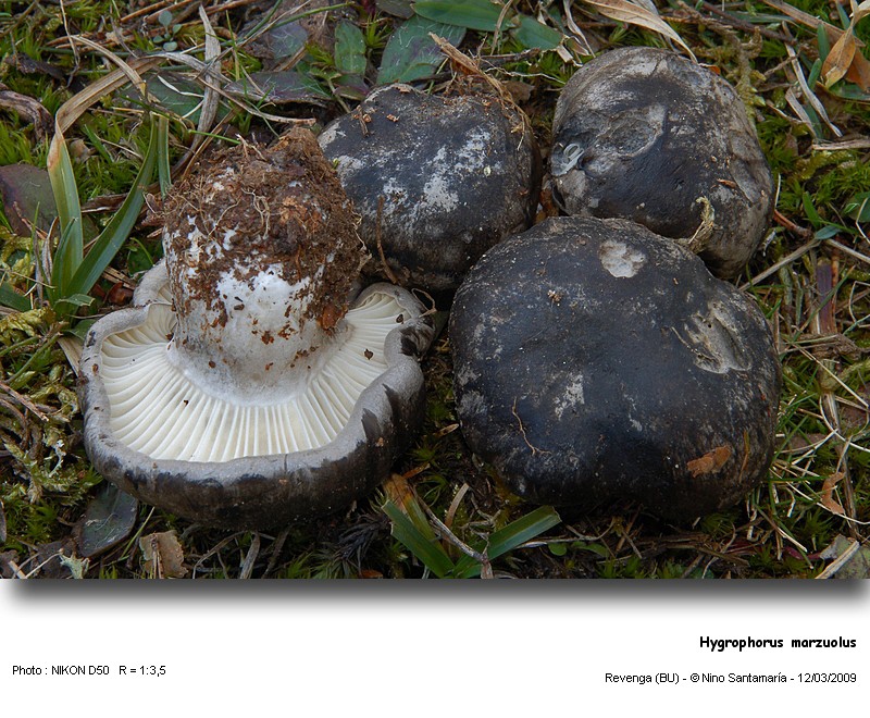 Hygrophorus_marzuolus_09031202.jpg