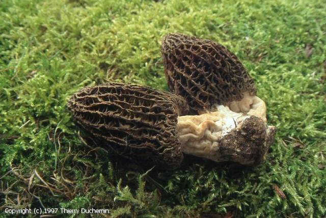 Morchella costata Th. Duchemin 1997.jpg