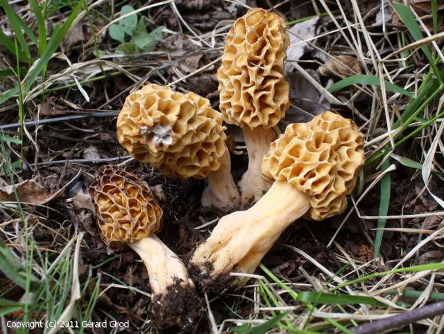 Morchella rotunda Gérard. Girod 2011.jpg