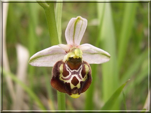 Ophrys fuciflora m2.jpg