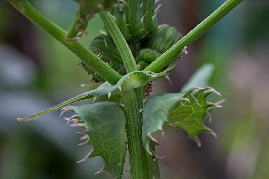 Sonchus oleraceus + (...)-a.jpg