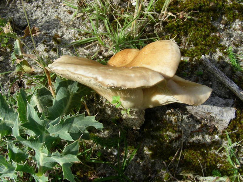 Pleurotus-eryngii.jpg