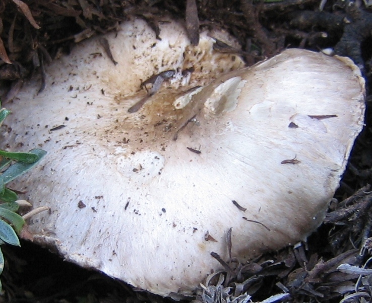 Agaricus sp..JPG