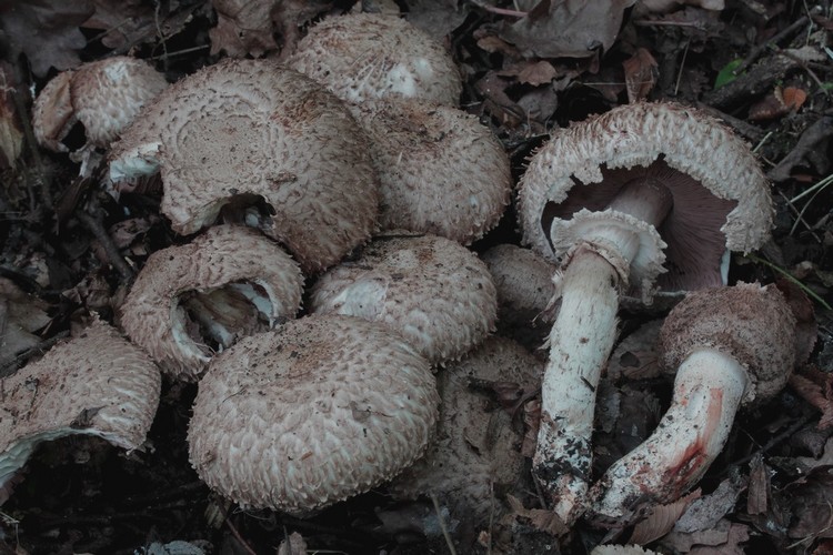 Agaricus bohusii2.JPG