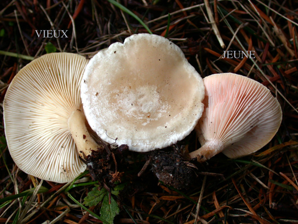 Leucopaxillus-rhodoleucus1.jpg