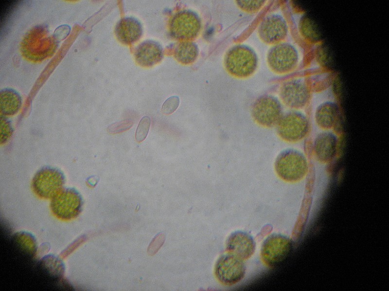 HypomycesChrysospermus3-redim800.jpg