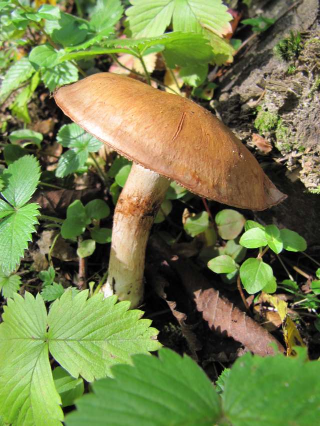 Cortinarius sp. Yvoir (Forêt domaniale) 11-10-12 A.jpg