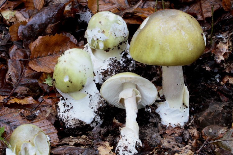 Amanita phalloides.jpg