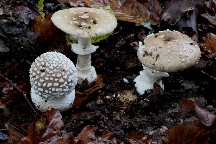 Amanita pantherina1.jpg