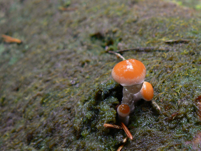 Hypholoma_marginatum_01.jpg
