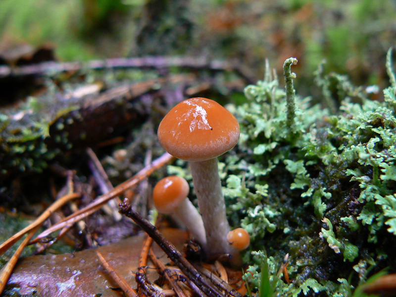 Hypholoma_marginatum_02.jpg