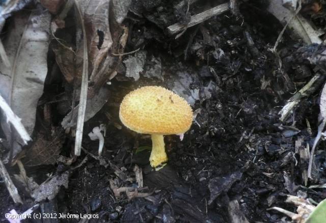 Echinoderma_inconnu_2012_jl_2.jpg