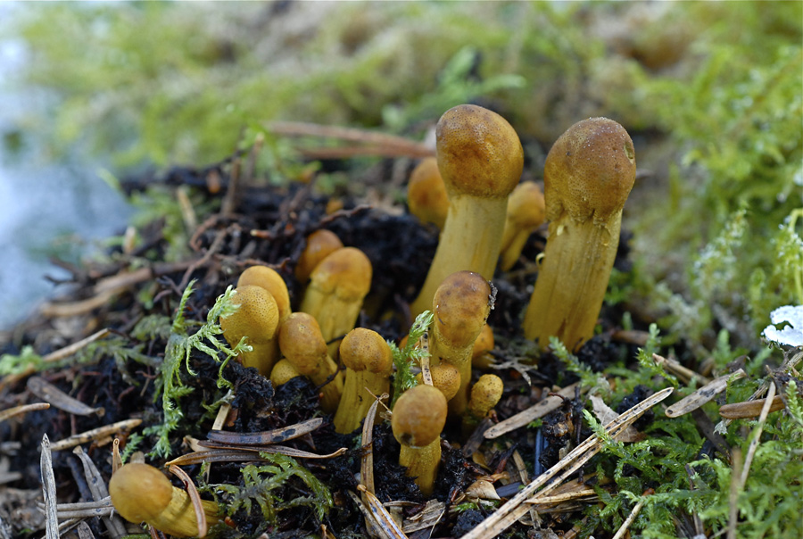 Cordyceps-capitata.jpg