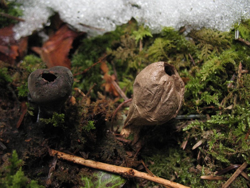 Urnula Lycoperdon-redim800.jpg