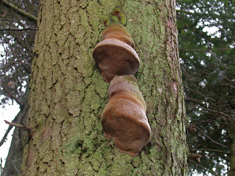 Phellinus-hartigii.jpg