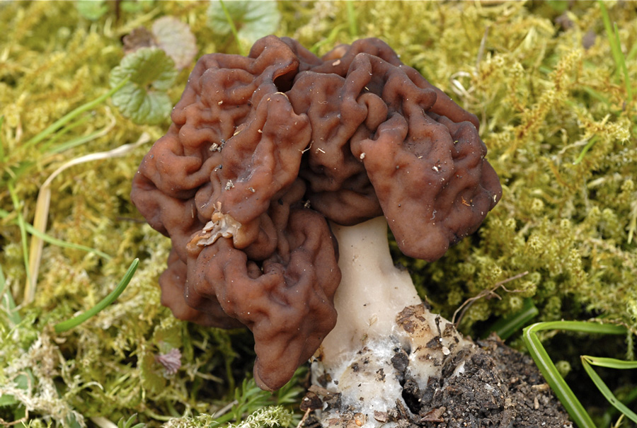 Gyromitra-esculenta.jpg