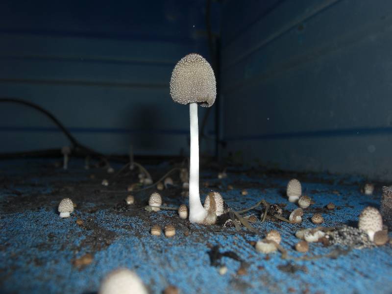 Coprinus sp. -redim800.JPG