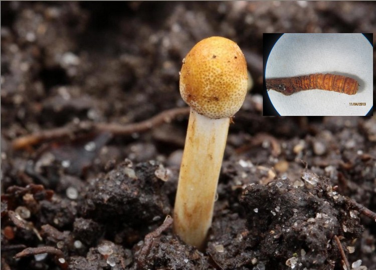 Cordyceps gracilis.jpg